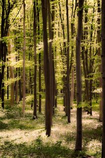 Forest by Jeremy Sage