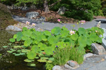 Lotus pond garden von lanjee chee