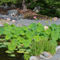 Lotus-pond-garden