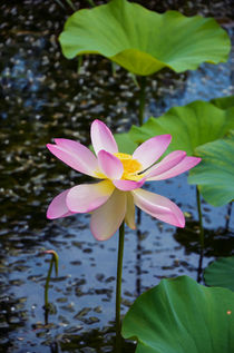 Lotus In The Pond 3 von lanjee chee