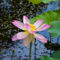 Lotus-in-the-pond-3