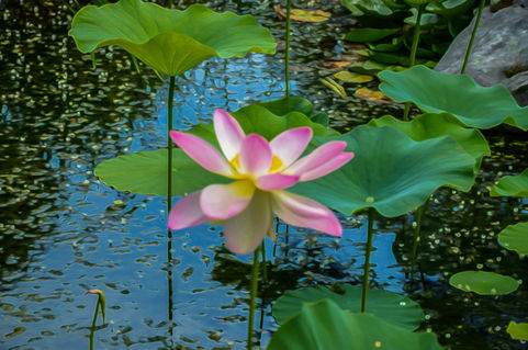 Lotus-in-the-pond-4