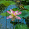 Lotus-in-the-pond-4