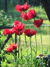~ Big Beautiful Poppies ~~ by Sandra  Vollmann