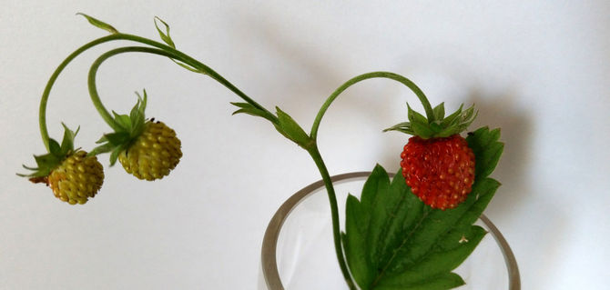 Branch-of-strawberries-i-crop