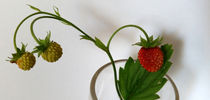 branch of strawberries  by feiermar