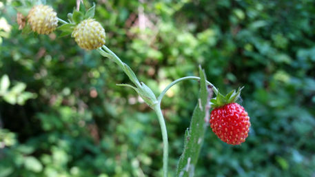 Strawberries-in-june-1-i