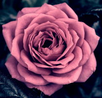 The Rose von chrisphoto