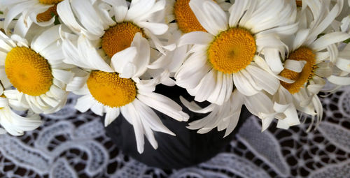 Daisies-in-a-clay-pot-crop-i