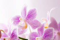 Pink Orchids von moonbloom