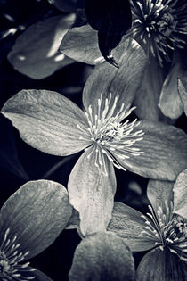 Clematis in Monochrome by Vicki Field