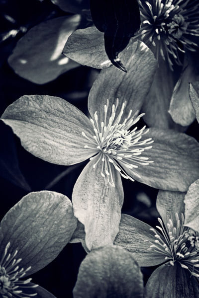 Bw-clematis