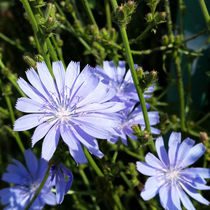 blue wildflowers von feiermar