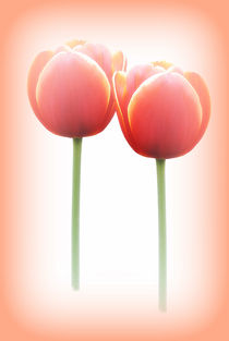 Tulip Dreams by CHRISTINE LAKE