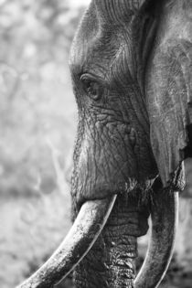 Bull Elephant portrait in black and white by Yolande  van Niekerk