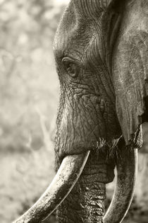 Bull Elephant portrait in sepia von Yolande  van Niekerk