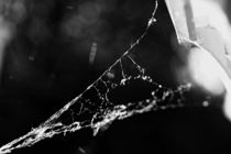 Black and white spider web by leddermann