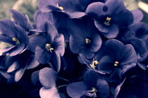 Purple Flowers by chrisphoto