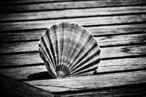Scallop Shell and Timber by David Hare