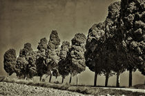 Cypresses  by Peter Bergmann