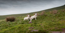 Welsh lambs in Brecon von Leighton Collins