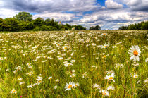 The Summer Daisy Field by David Pyatt
