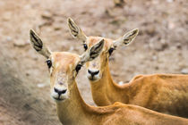 Oh Deer! von Bikram Pratap Singh