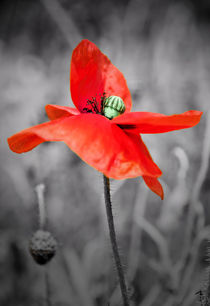 Poppy by Jeremy Sage