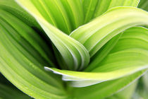 grüne Blätter von jaybe