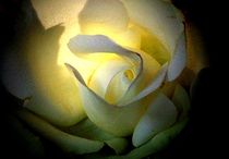 leuchtende rose von hedy beith