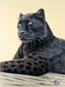 Jaguar - Panther by Nicole Zeug