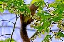 Eichhörnchen 3 by toeffelshop