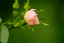 Blüte einer Heckenrose by toeffelshop