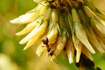 Ameise auf Kleeblüte von toeffelshop