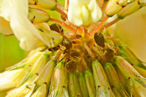 Ameisen auf Kleeblüte 2 von toeffelshop