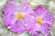 Flowers in the rain von David Hare