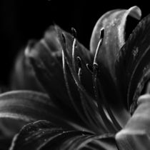 The Dark Beauty by Clare Bevan