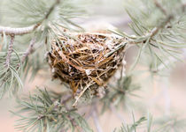 Birds Nest by Brent Olson