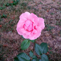 a single rose    by feiermar