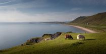 Sheep at Rhossili bay von Leighton Collins