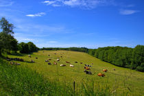 Kühe auf der Viehweide am Waldrand von Ronald Nickel