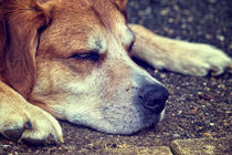 Let Sleeping Dogs Lie by Vicki Field
