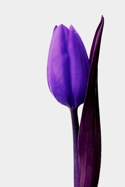 Gelbe-tulpe-2105-06-001-violett