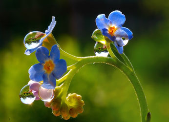 Flowers-forget-me-and-raindrops