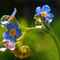 Flowers-forget-me-and-raindrops