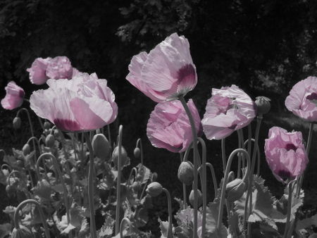 Mohnblumen-grau-rosa