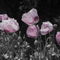 Mohnblumen-grau-rosa