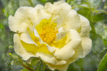 Yellow-flower-1b