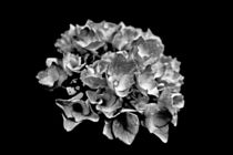 Hortensienblüte schwarzweiss von leddermann