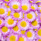 Purple-and-yellow-1a